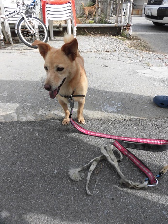 迷子犬、飼い主さんを探しています。　